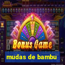 mudas de bambu