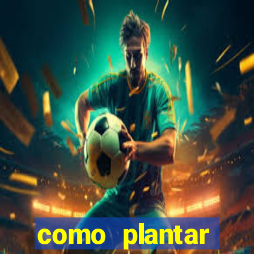 como plantar gergelim no vaso