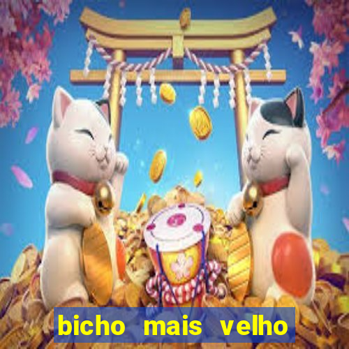 bicho mais velho da loteria dos sonhos