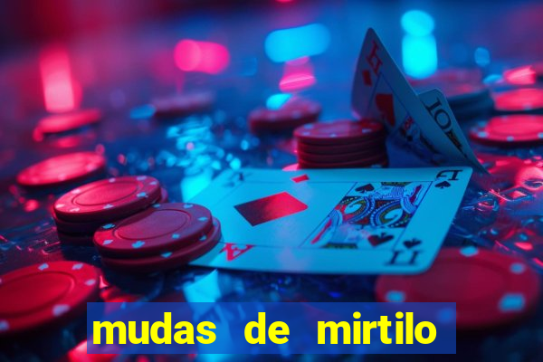 mudas de mirtilo em porto alegre