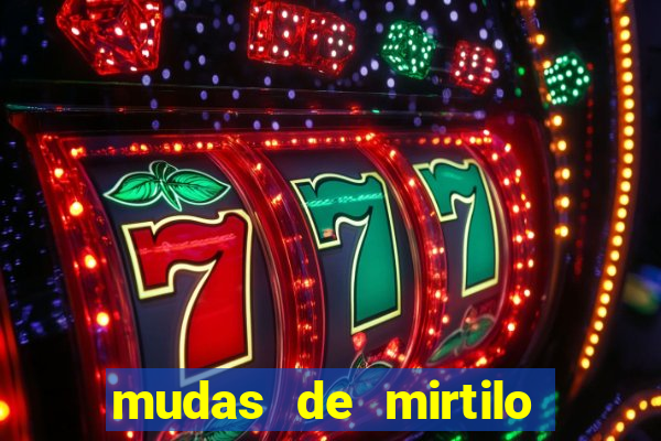 mudas de mirtilo em porto alegre