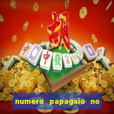 numero papagaio no jogo do bicho