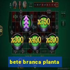 bete branca planta