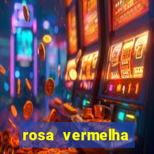 rosa vermelha (letra e cifra)