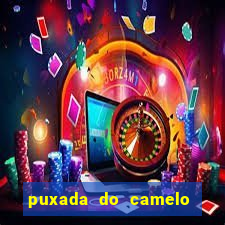 puxada do camelo no jogo do bicho