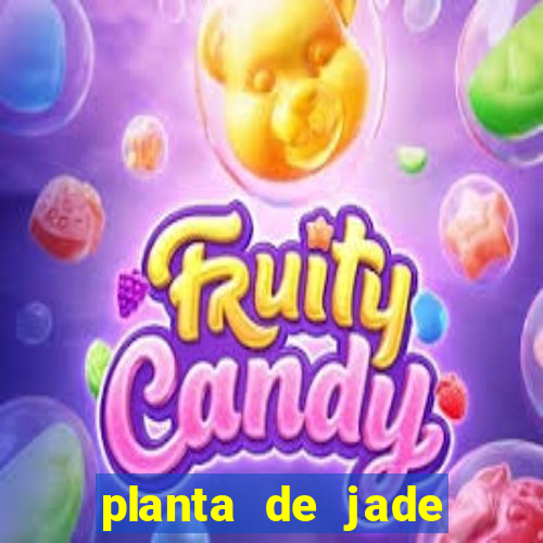 planta de jade significado espiritual