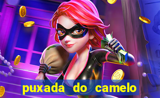 puxada do camelo jogo do bicho